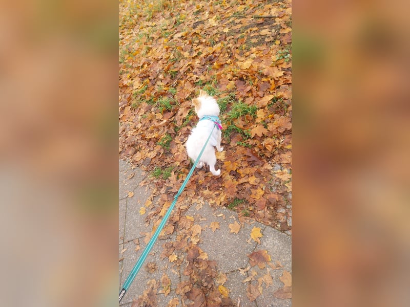 Pomeranian Zwergspitz Rüde