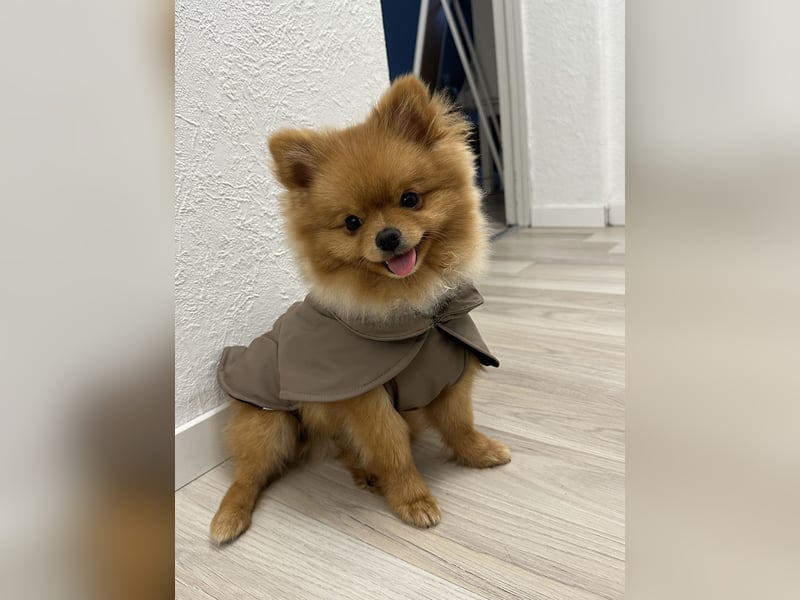 Pomeranian/Zwergspitz 2 jahre alt sucht liebevolles Zuhause