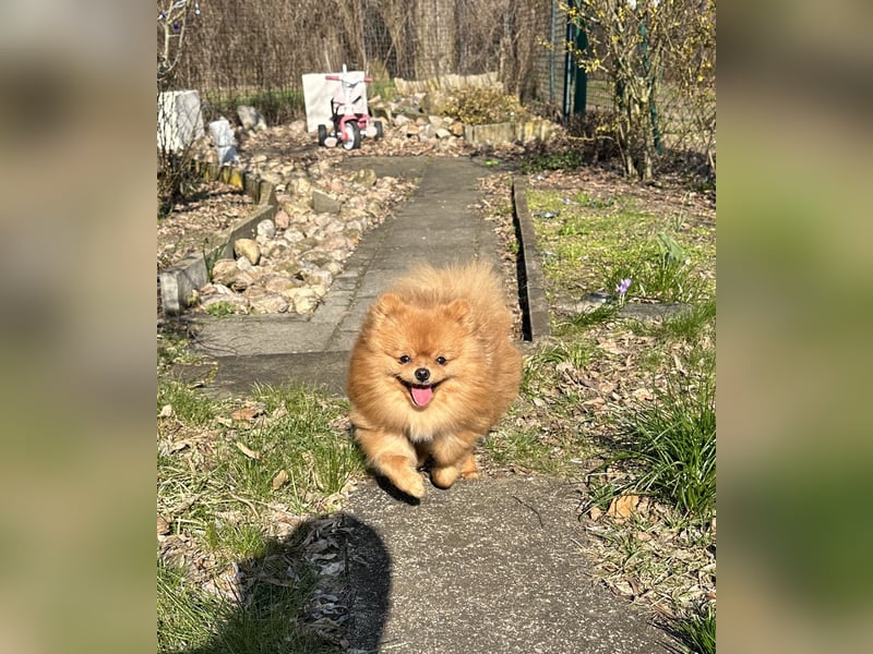 Pomeranian/Zwergspitz 2 jahre alt sucht liebevolles Zuhause