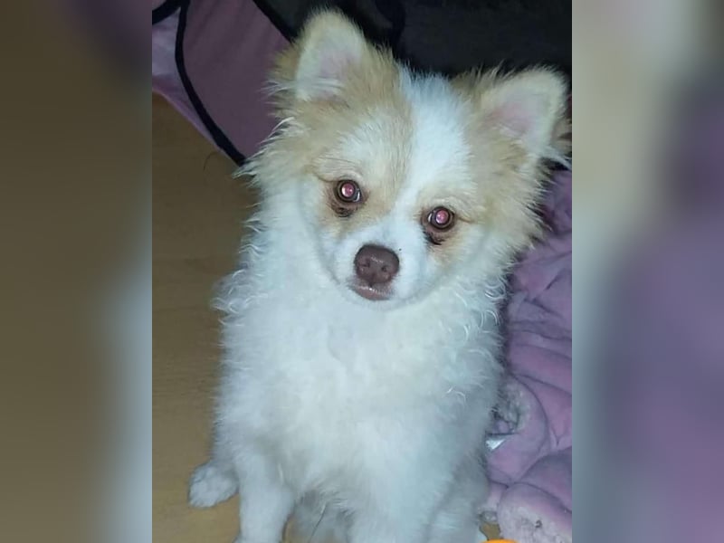 Pomeranian Zwergspitz Rüde