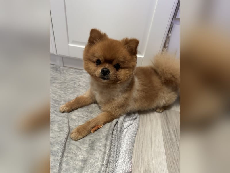 Pomeranian/Zwergspitz 2 jahre alt sucht liebevolles Zuhause