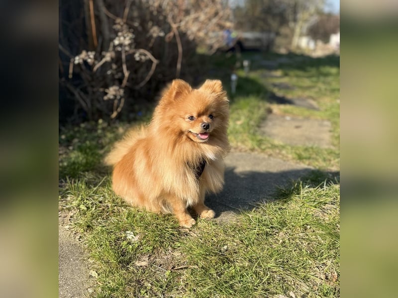 Pomeranian/Zwergspitz 2 jahre alt sucht liebevolles Zuhause