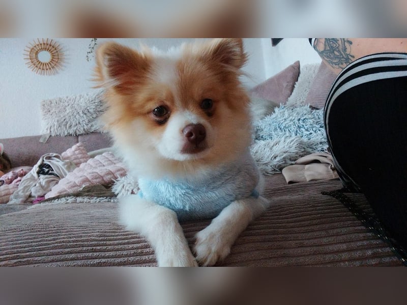 Pomeranian Zwergspitz Rüde