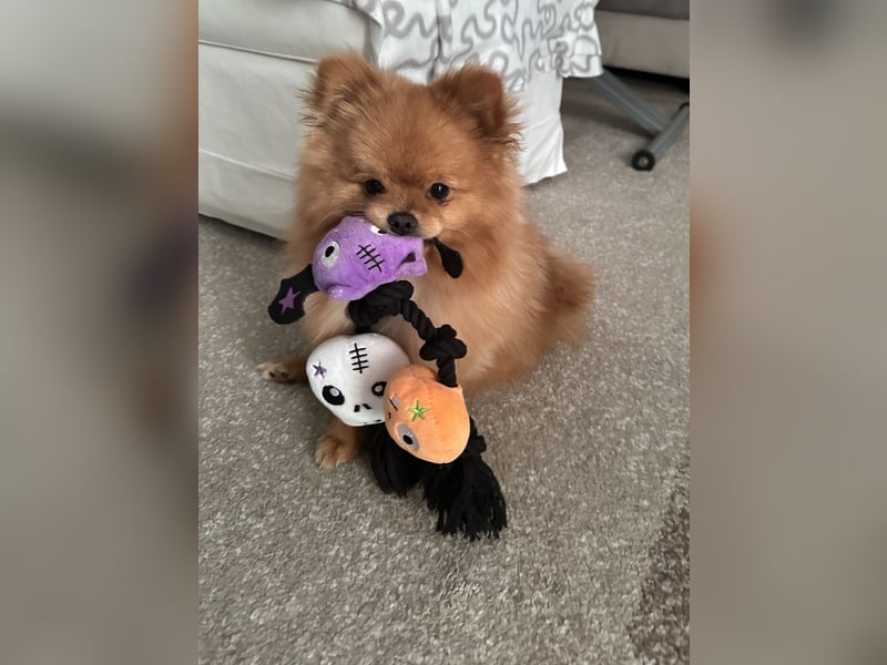 Pomeranian/Zwergspitz 2 jahre alt sucht liebevolles Zuhause