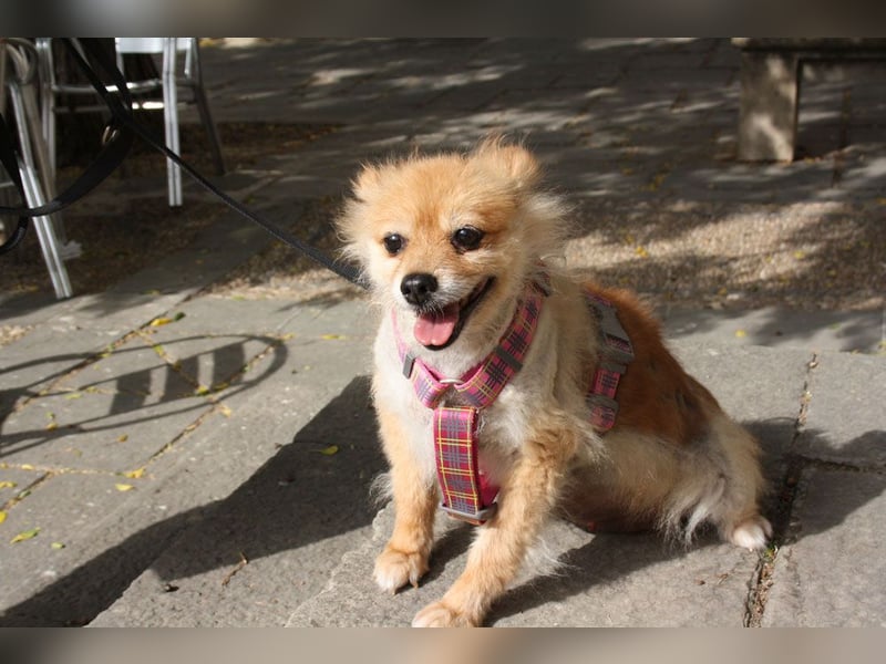 MOCCA-freundliche, verschmuste, fröhliche Maus sucht sehnsüchtig ihre liebevolle "für-immer-Familie" MOCCA-freundliche, verschmuste, fröhliche Maus sucht sehnsüchtig ihre liebevolle "für-immer-Familie"