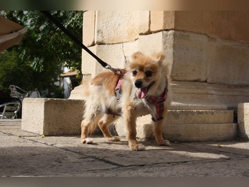 MOCCA-freundliche, verschmuste, fröhliche Maus sucht sehnsüchtig ihre liebevolle "für-immer-Familie" MOCCA-freundliche, verschmuste, fröhliche Maus sucht sehnsüchtig ihre liebevolle "für-immer-Familie"