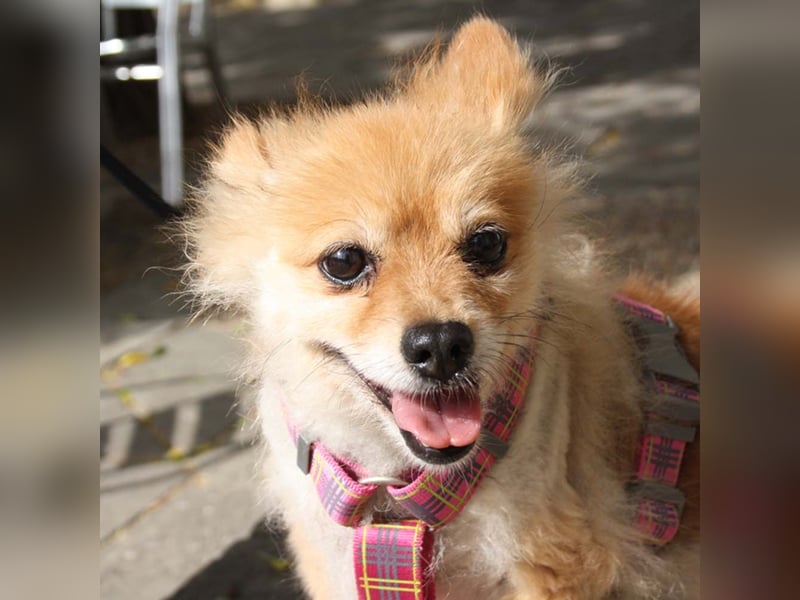 MOCCA-freundliche, verschmuste, fröhliche Maus sucht sehnsüchtig ihre liebevolle "für-immer-Familie" MOCCA-freundliche, verschmuste, fröhliche Maus sucht sehnsüchtig ihre liebevolle "für-immer-Familie"