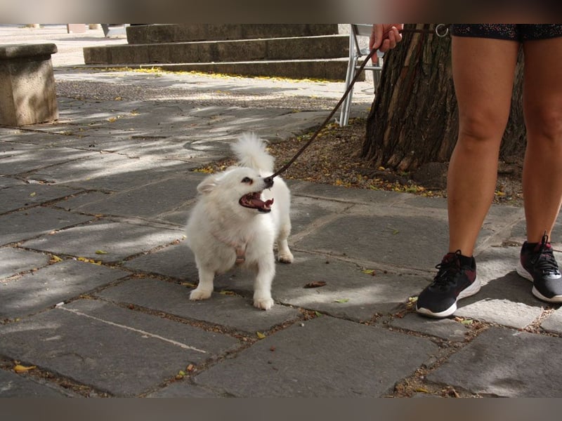 Liebevolle NIBA-steckt mit ihrer guten Laune alle an. Was fehlt? Ihr liebevolles "Für-immer-Zuhause" Liebevolle NIBA-steckt mit ihrer guten Laune alle an. Was fehlt? Ihr liebevolles "Für-immer-Zuhause"