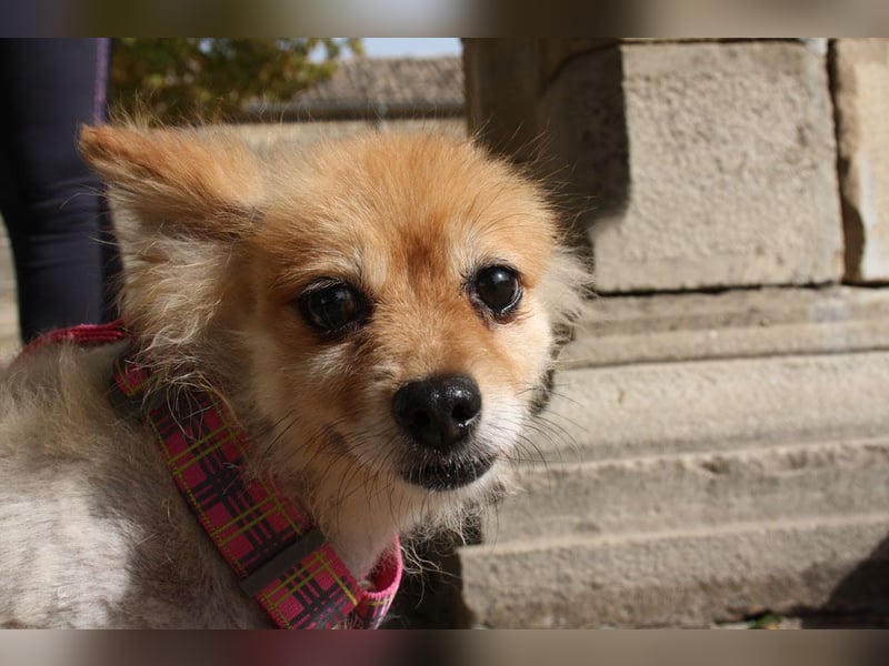 MOCCA-freundliche, verschmuste, fröhliche Maus sucht sehnsüchtig ihre liebevolle "für-immer-Familie" MOCCA-freundliche, verschmuste, fröhliche Maus sucht sehnsüchtig ihre liebevolle "für-immer-Familie"