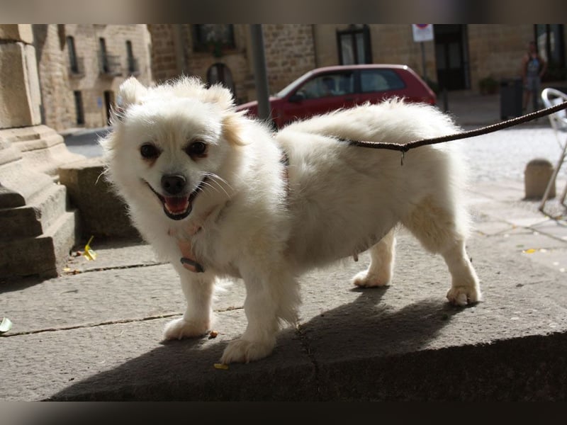 Liebevolle NIBA-steckt mit ihrer guten Laune alle an. Was fehlt? Ihr liebevolles "Für-immer-Zuhause" Liebevolle NIBA-steckt mit ihrer guten Laune alle an. Was fehlt? Ihr liebevolles "Für-immer-Zuhause"
