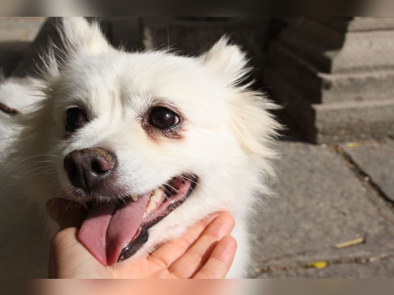 Liebevolle NIBA-steckt mit ihrer guten Laune alle an. Was fehlt? Ihr liebevolles "Für-immer-Zuhause" Liebevolle NIBA-steckt mit ihrer guten Laune alle an. Was fehlt? Ihr liebevolles "Für-immer-Zuhause"