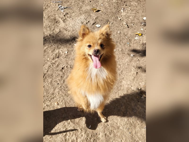 MICO-kleiner Wuschel mit großem Herzen und fröhlichem Lächeln auf der Suche nach seinem Zuhause
