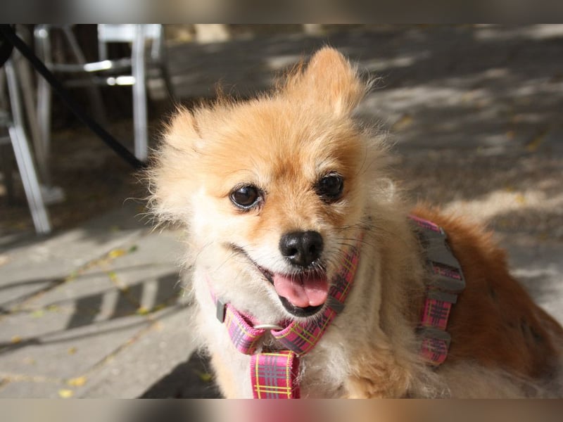 MOCCA-freundliche, verschmuste, fröhliche Maus sucht sehnsüchtig ihre liebevolle "für-immer-Familie" MOCCA-freundliche, verschmuste, fröhliche Maus sucht sehnsüchtig ihre liebevolle "für-immer-Familie"