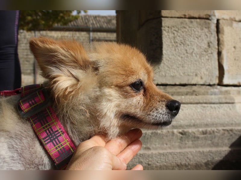 MOCCA-freundliche, verschmuste, fröhliche Maus sucht sehnsüchtig ihre liebevolle "für-immer-Familie" MOCCA-freundliche, verschmuste, fröhliche Maus sucht sehnsüchtig ihre liebevolle "für-immer-Familie"