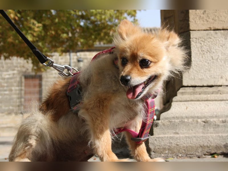 MOCCA-freundliche, verschmuste, fröhliche Maus sucht sehnsüchtig ihre liebevolle "für-immer-Familie" MOCCA-freundliche, verschmuste, fröhliche Maus sucht sehnsüchtig ihre liebevolle "für-immer-Familie"