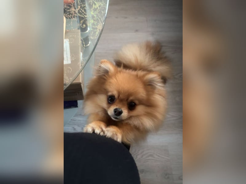 Pomeranian(Zwergspitz) DECKRÜDE