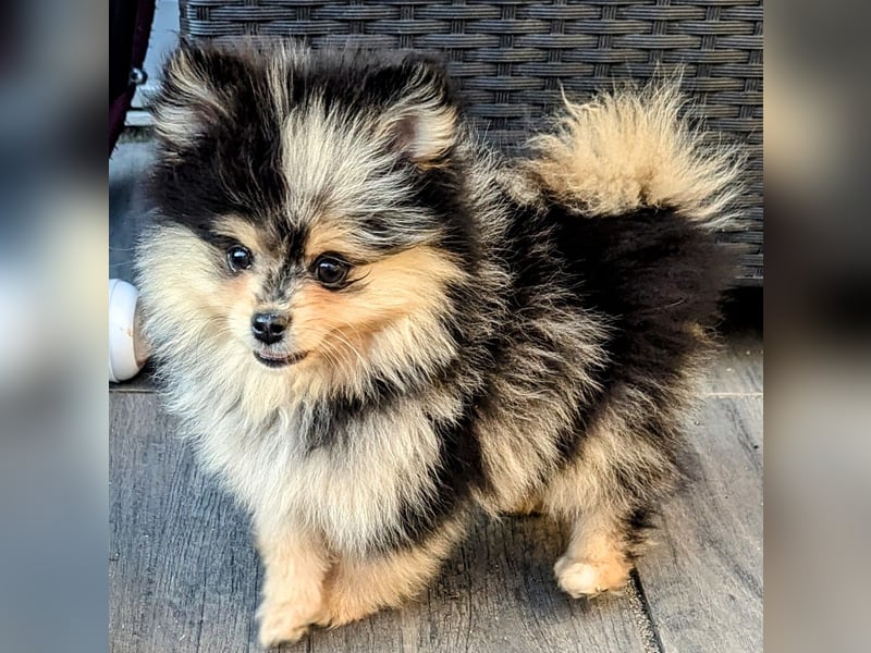 Pomeranian Zwergspitz Deckrüde mit Papieren