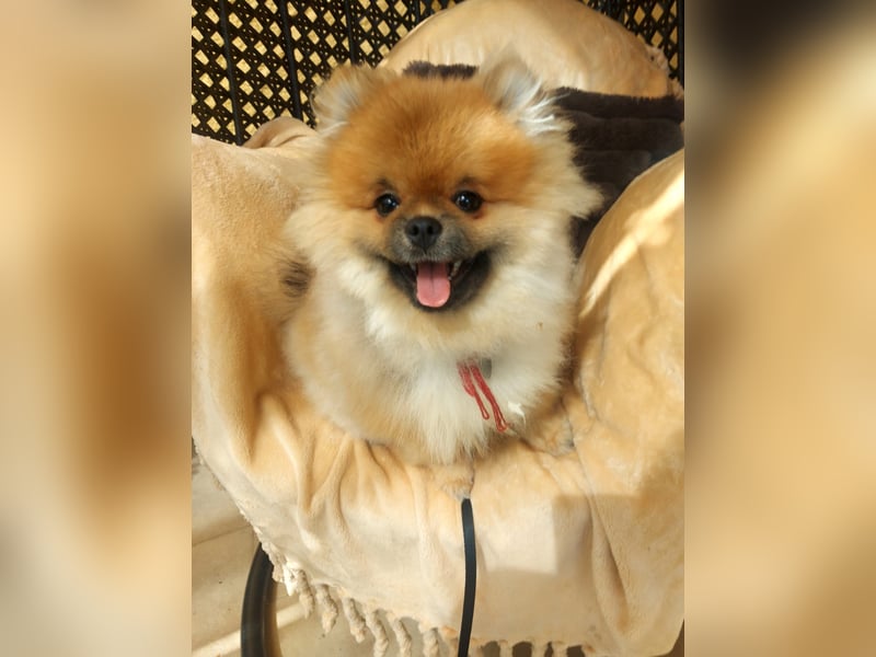 Pomeranian