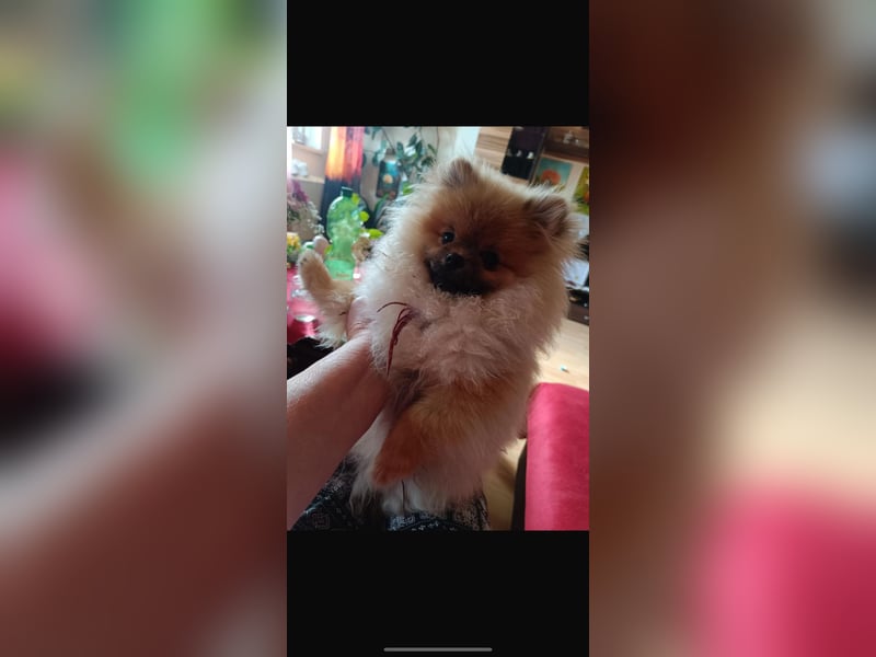 Pomeranian