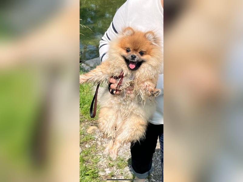 Pomeranian