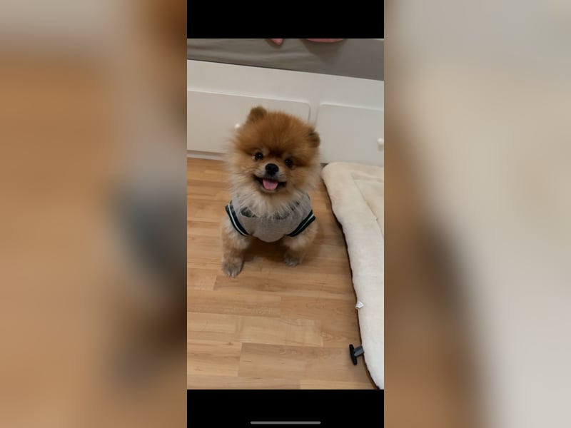 Pomerian Boo - 3 Jahre Rüde