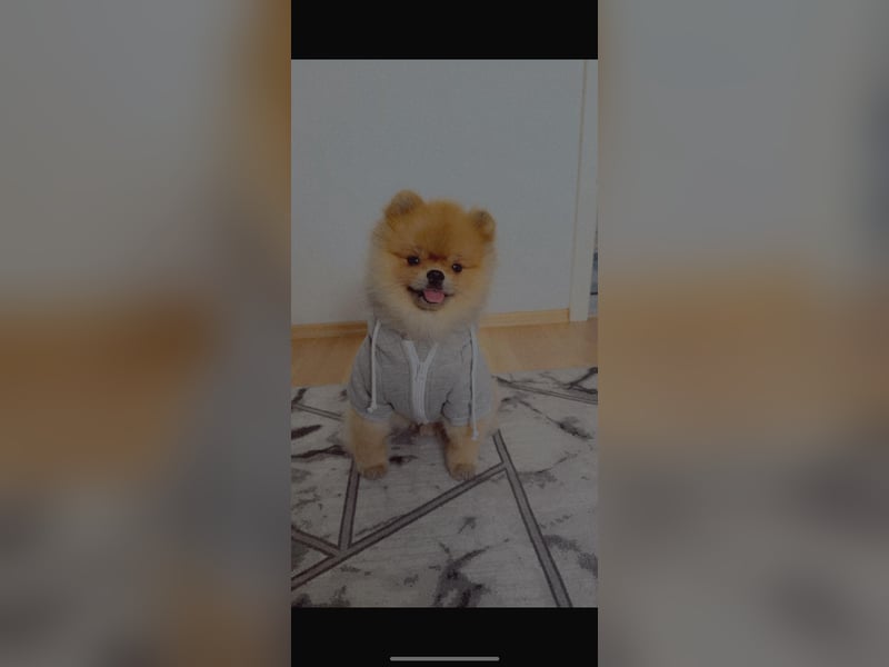 Pomerian Boo - 3 Jahre Rüde
