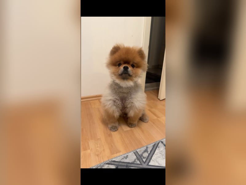 Pomerian Boo - 3 Jahre Rüde