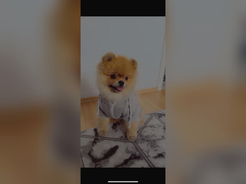 Pomerian Boo - 3 Jahre Rüde