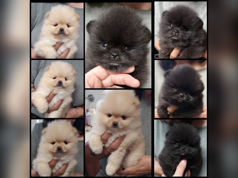Zuckersüße Pomeranian Welpen Zuckersüße Pomeranian Welpen