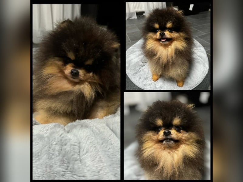 Zuckersüße Pomeranian Welpen Zuckersüße Pomeranian Welpen