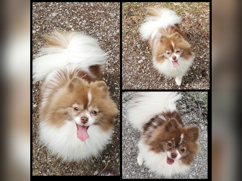 Zuckersüße Pomeranian Welpen Zuckersüße Pomeranian Welpen