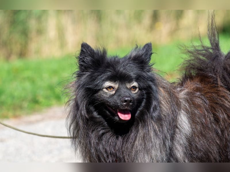 Magic Merlin sucht sein Zuhause