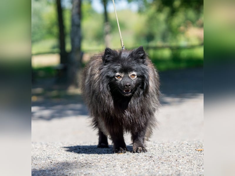 Magic Merlin sucht sein Zuhause