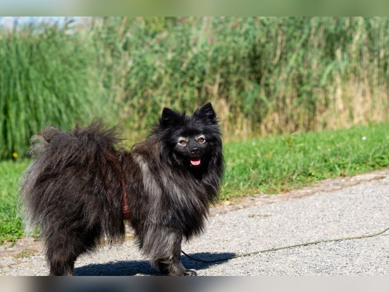 Magic Merlin sucht sein Zuhause