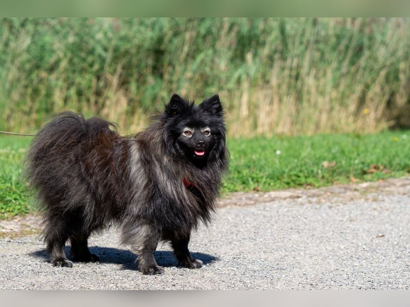 Magic Merlin sucht sein Zuhause