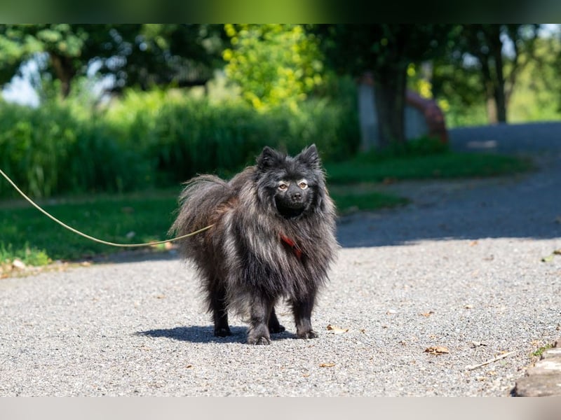 Magic Merlin sucht sein Zuhause