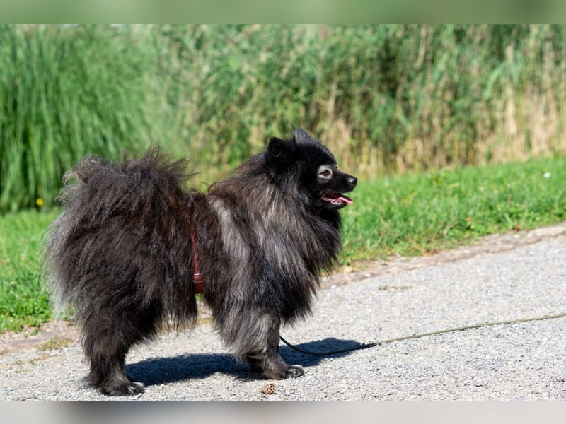 Magic Merlin sucht sein Zuhause