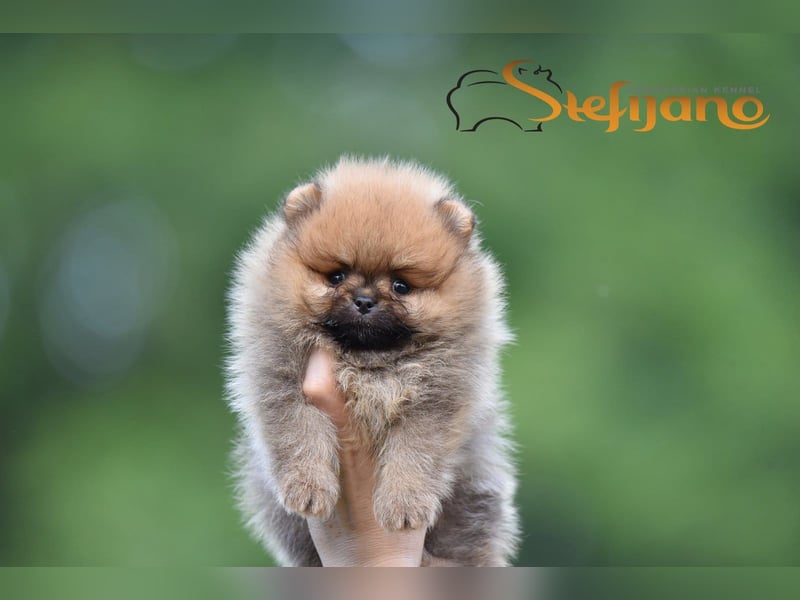 Pomeranian Spitz Welpen
