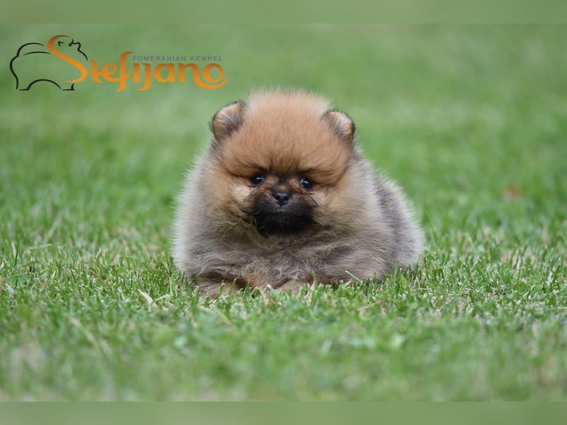 Pomeranian Spitz Welpen