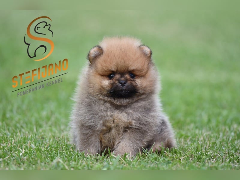 Pomeranian Spitz Welpen