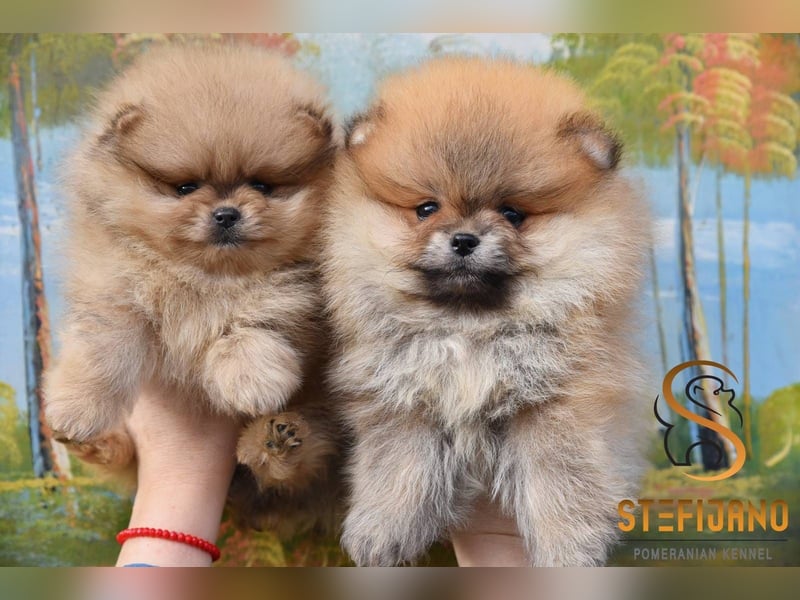 Pomeranian Spitz Welpen