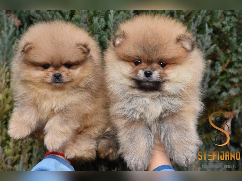 Pomeranian Spitz Welpen