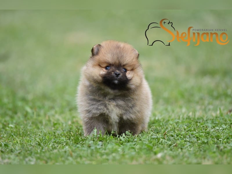 Pomeranian Spitz Welpen