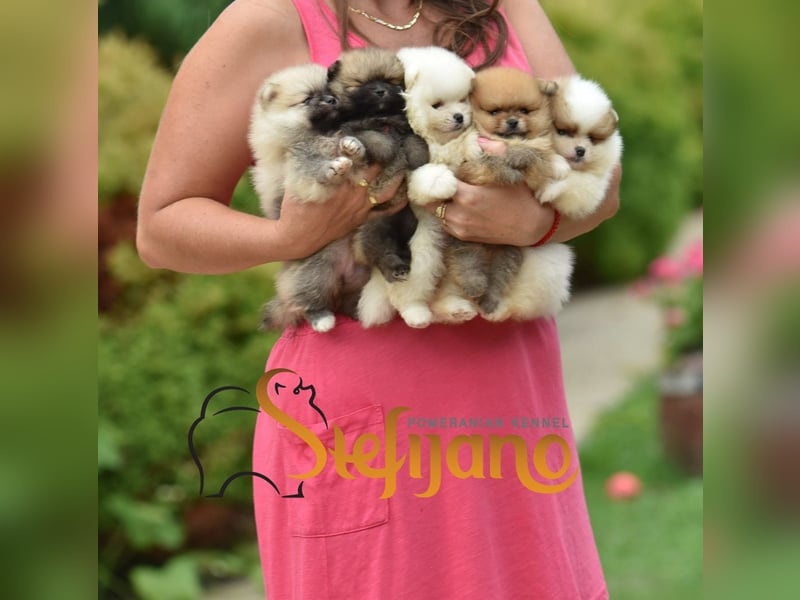 Pomeranian BOO Teddybären