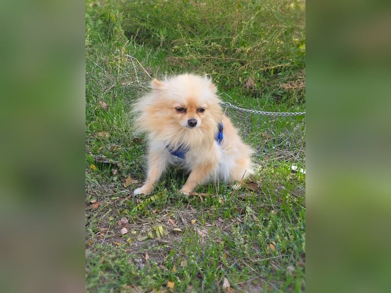 Banu sucht ein Zuhause