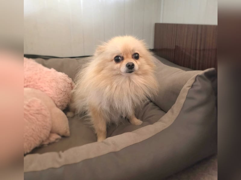 Banu sucht ein Zuhause