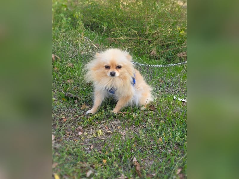 Banu sucht ein Zuhause