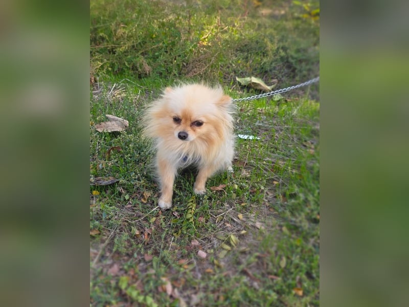 Banu sucht ein Zuhause