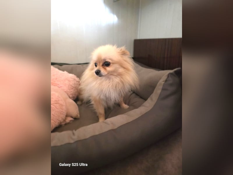 Banu sucht ein Zuhause