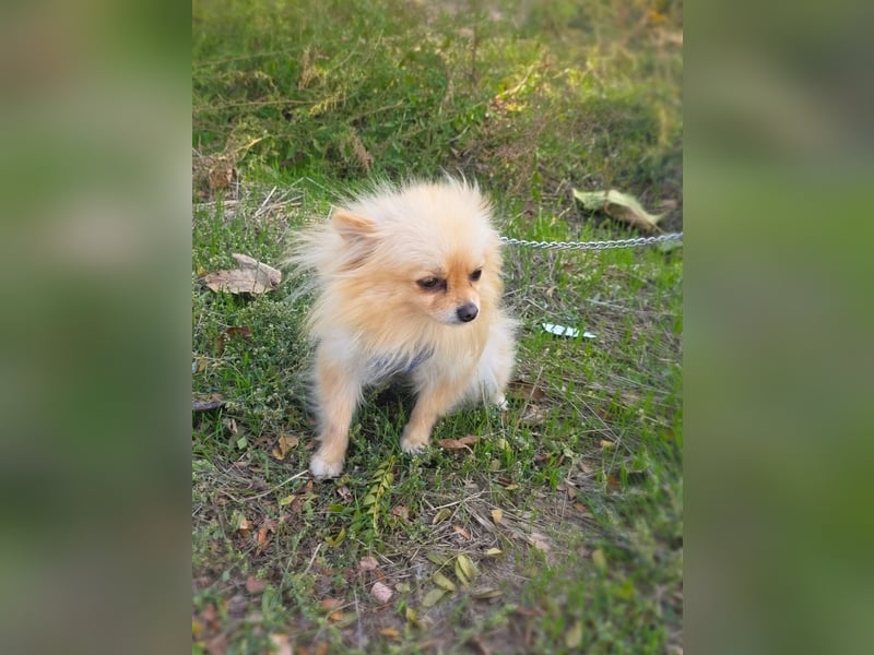 Banu sucht ein Zuhause